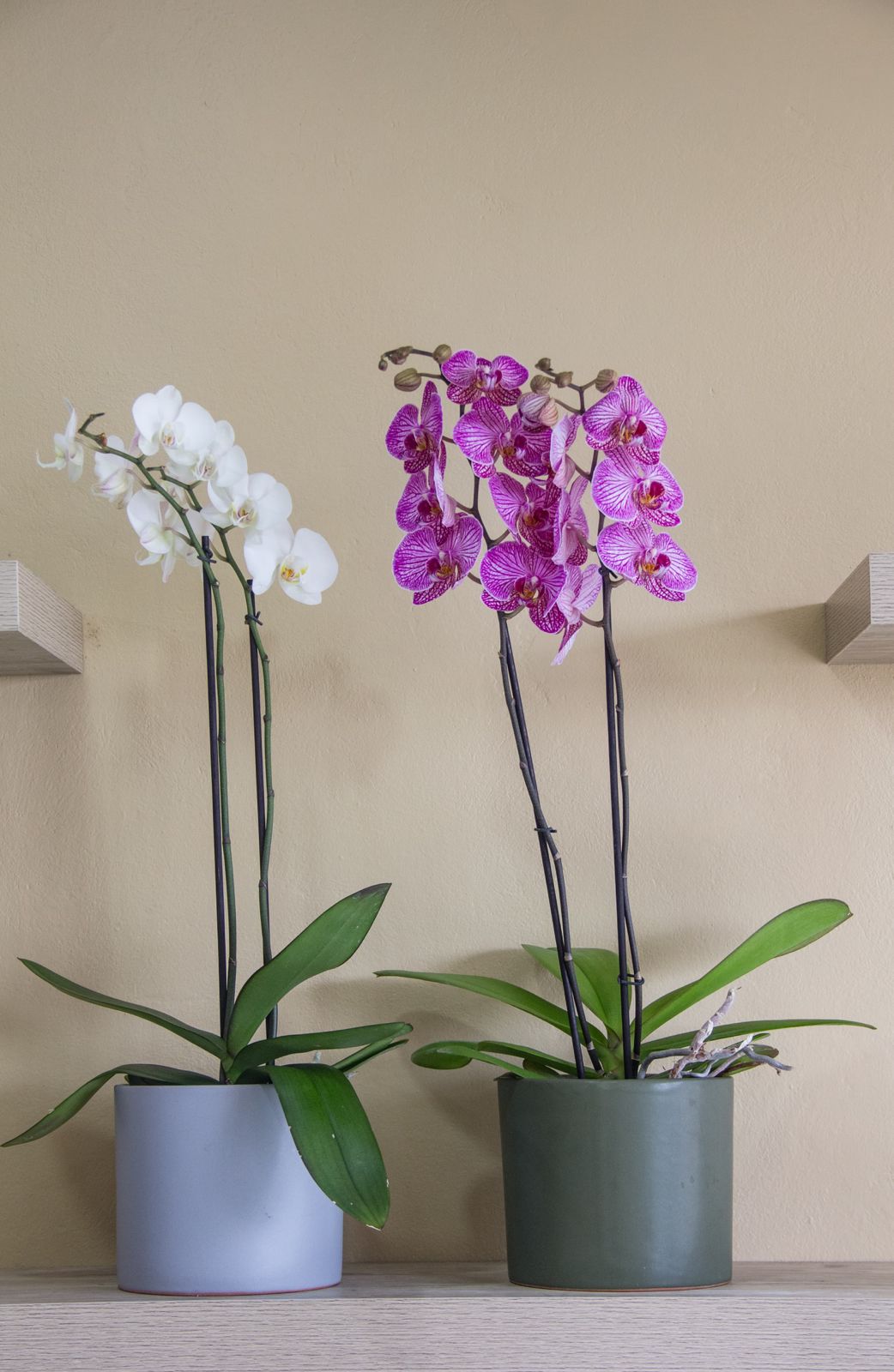 Orquídeas con base de cerámica