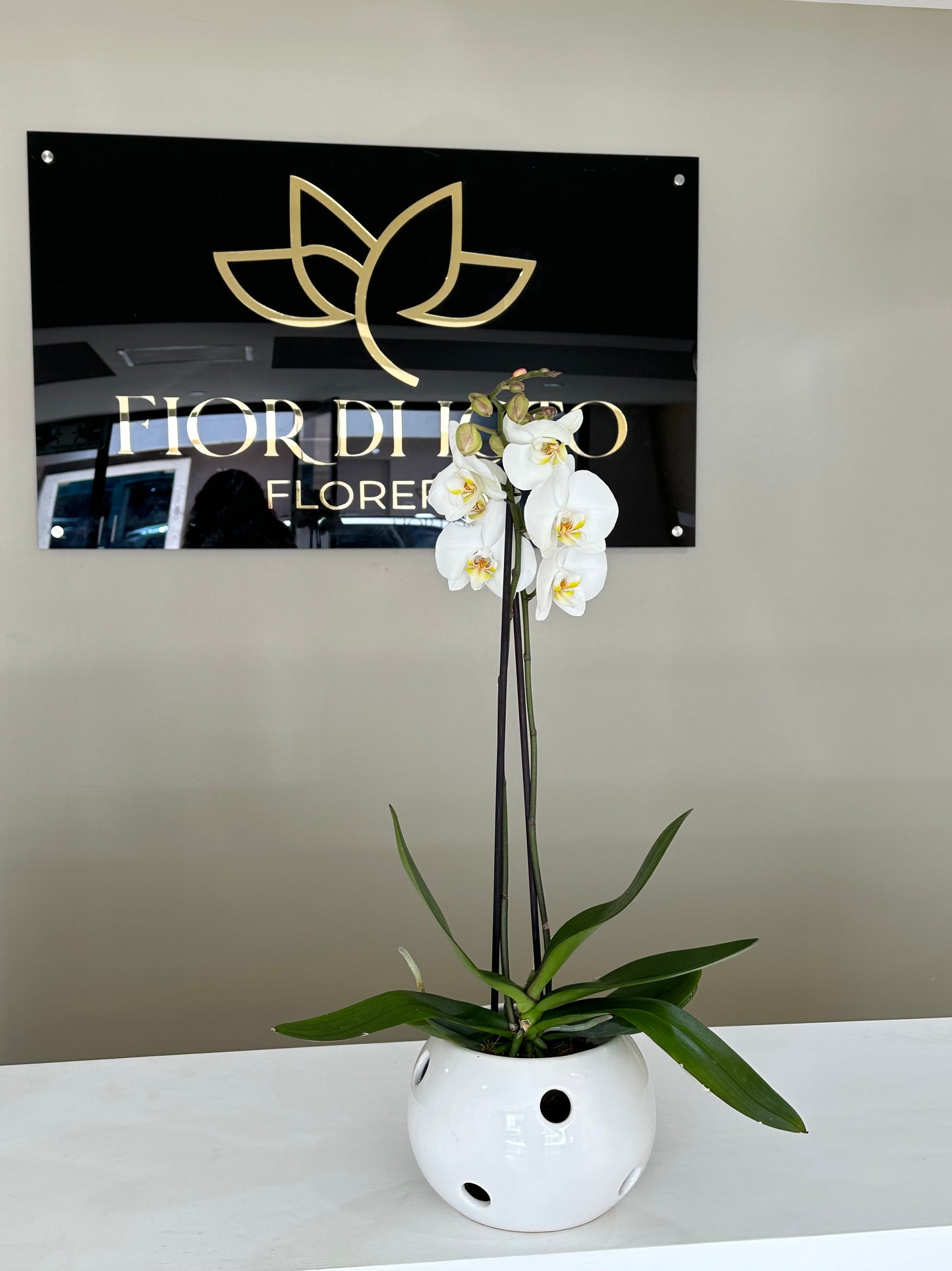 Orquídea blanca